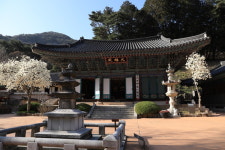 더위도 잊게 만드는 신록의 향연, 계룡산