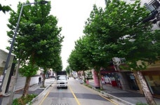 대전 서구 도로확장 위해 가로수 18그루 싹둑