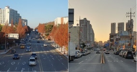 버들 없는 버들로… 가로수 없는 천안 동남권