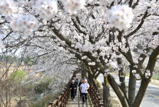 드디어… 4일 앞으로 다가온 2023 대청호 벚꽃길 마라톤대회