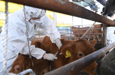 럼피스킨병을 막아라