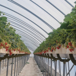 사과맛? 망고맛? 홍성 골드베리 딸기 주목