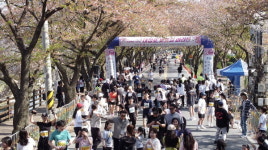 [대청호 벚꽃길 마라톤대회] 봄 벚꽃과 함께 5000명의 건각들 대청호 누벼