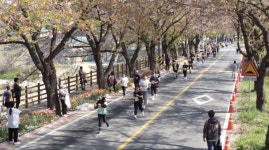 [대청호 벚꽃길 마라톤대회] 날씨도 벚꽃도 완벽… 5000명 마라토너 심장이 뛰네