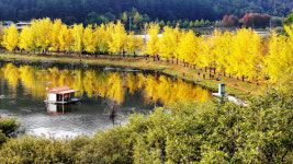 지금이 딱… 은행나무길로 물든 괴산 문광저수지