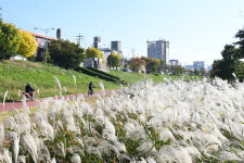 은빛 물결 출렁이는 유등천