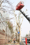 가로수 정비