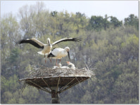 예산 황새 복원 10년 노력 결실… 122마리 방사 208마리 번식