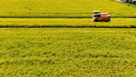 가을 길목 입추에 벼 수확
