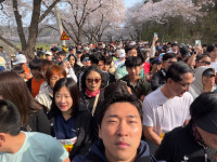 광활한 대청호 옆 흩날리는 벚꽃비 아래로 뛰어들다 [대청호 벚꽃길 마라톤대회]