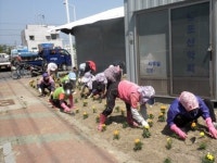 포항 구룡포읍사무소 시가지 화단조성