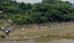 상주 용포다락논서 손 모내기 일손돕기 `눈길