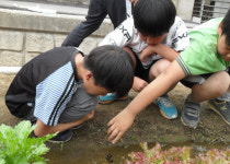 고사리 손으로 텃밭 가꾸며 자연 배워요