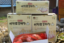 예천 `토종 6쪽마늘 지금 만나러 옵니다