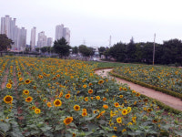포항 하수종말처리장에 꽃구경 오이소~