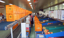 봉화사과, 명품 브랜드화 추진