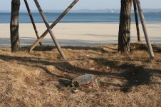 북부해수욕장 풍성한 해송림 `늠름`