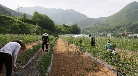 경북직업훈련교도소, 청송 진보서 농촌일손 도와