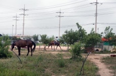 포항 양덕 이어 흥해도? 제2 `승마장 사태` 우려
