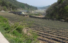 봉화 추계 밭 기반정비사업 이달 조기 착수