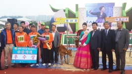상주시, 경북 한우경진대회 `최우수상`