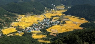 다랑이논이 단풍든 듯