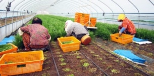 성주 `별고을 부추` 첫 출하