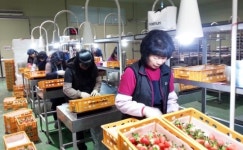 고령딸기 올해 첫 러시아 수출길 올랐다