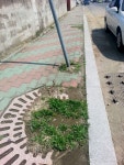 지자체에 떠밀려 벌거숭이 된 가로수길