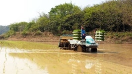 영덕 올 첫 모내기…  남정면 봉전리서