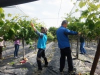 상주시 농기센터 포도밭 일손돕기 봉사