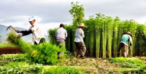 옛 명성 회복 꿈꾸는 안동포