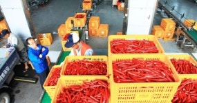 영양고추유통공사 홍고추 수매