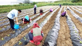 포항 청하면 자활사업자 농작물 경작사업 실시