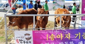 예천 참우, 참맛 보여드립니다