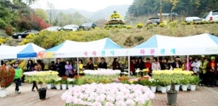 안동 봉정사 국화대향연 성황속 마쳐