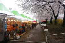 안동벚꽃축제장 화장실 대란