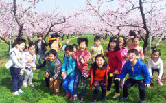 동심·복사꽃 활짝 핀 청도