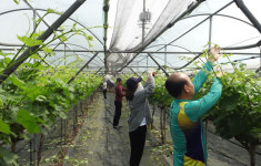 경산시 농업지원과 일손부족 농가 돕기