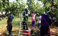 상주 낙동면사무소 내곡리 배 과수농가 일손돕기