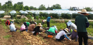 상주 북문동주민센터 감자 수확 일손돕기