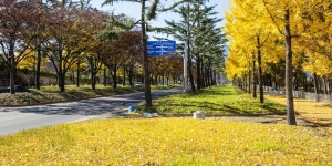 담장 허물고 자투리 공간 가꿨더니 녹색도시로 대변신