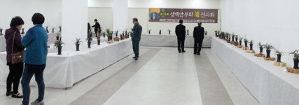상주삼백난우회 한국춘란 전시회