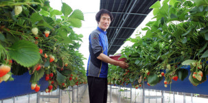 깨끗한 물과 기름진 흙… 이유있는 `고령딸기 전성시대`