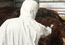 AI·구제역 선제 방역, 청정 울릉사수 총력