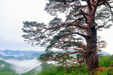 원시비경 울진금강송·주홍빛 대게 동해바다 품은 명품 관광도시 울진