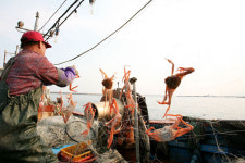 원시비경 울진금강송·주홍빛 대게 동해바다 품은 명품 관광도시 울진