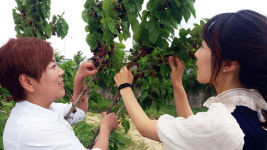 상주 개운천엔 상큼달콤 오디가 천지
