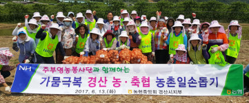 농협 경산시지부, 용성면 농가 양파수확 일손 지원