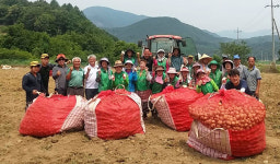 문경 농암면사무소 새마을밭에서 감자캐기 행사